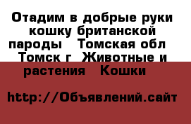 Отадим в добрые руки кошку британской пароды - Томская обл., Томск г. Животные и растения » Кошки   